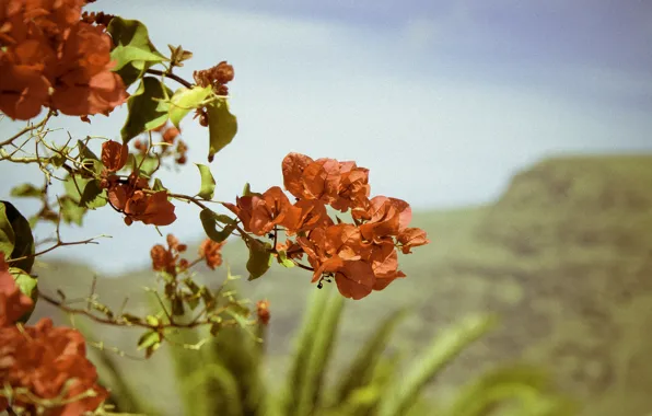 Red, blossom, sun, blue sky, red flower