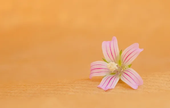 Flower, pink, blooming