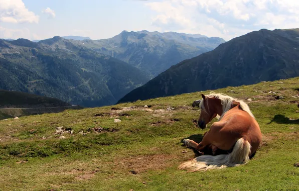 Картинка лето, горы, лошадь