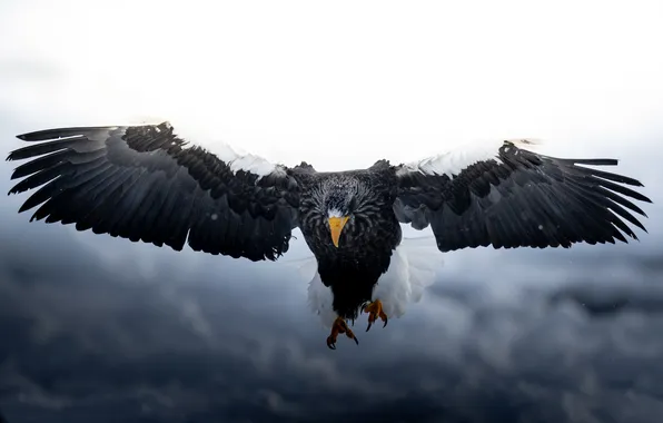 Flight, feathers, claws, (Haliaeetus leucocephalus