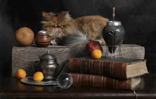 Кошка, кот, взгляд, поза, темный фон, стол, книги, шар