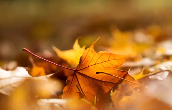 Осень, макро, лист, листва
