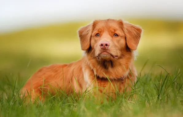 Взгляд, морда, рыжий, Retriever