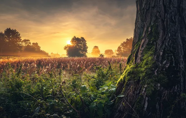 Картинка трава, солнце, деревья, пейзаж, природа, туман, ствол