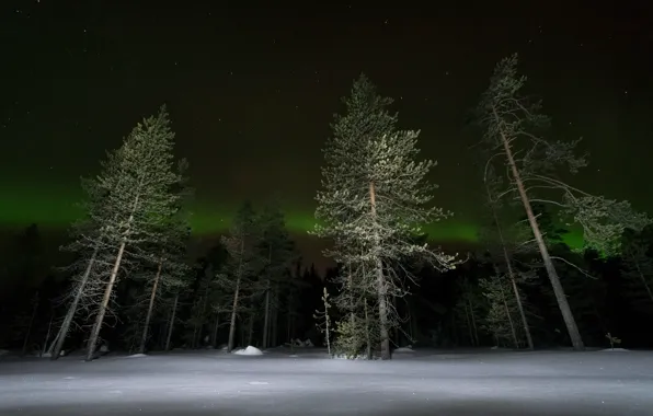 Картинка зима, лес, ночь, сияние
