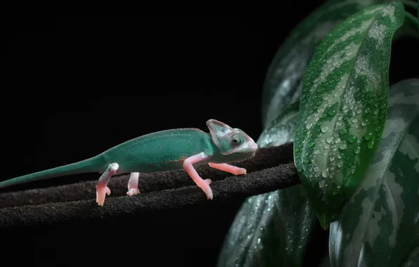 Green, black background, chameleon
