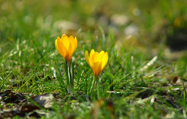 Yellow, spring, crocus