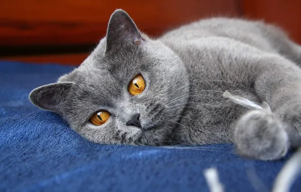 Картинка кошка, глаза, кот, серый, лапы, киса, ушки