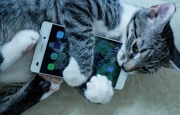 Картинка поза, лапки, телефон, котёнок