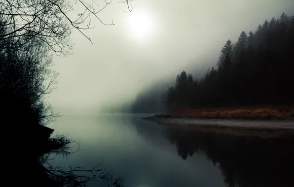 Картинка лес, природа, туман, река