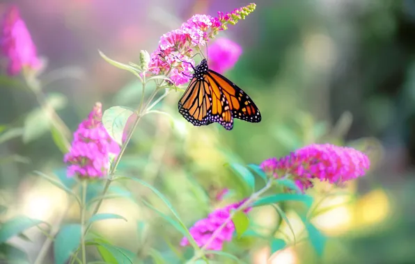 Цветы, природа, бабочка, боке, Monarch