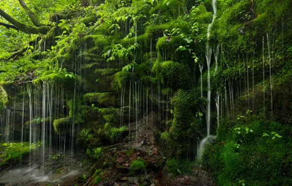 Картинка вода, природа, скала, водопад, растения
