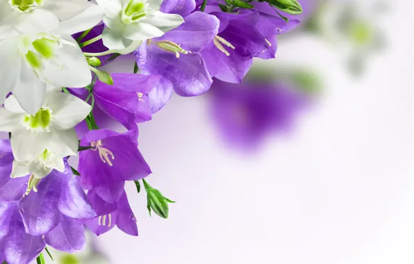 Цветы, фиолетовые, колокольчики, campanula