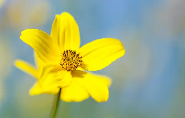 Flower, yellow, petals