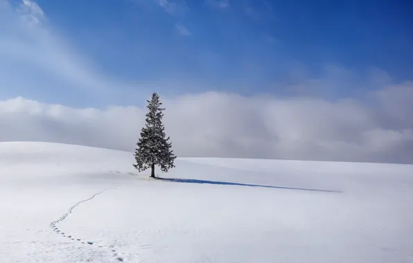 Картинка зима, снег, елка