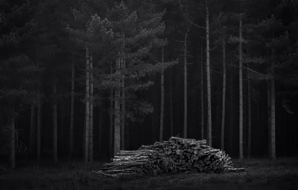 Лес, деревья, ночь, темно, дрова