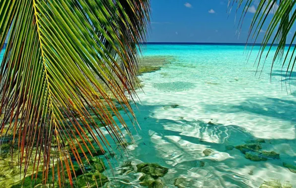 Ветки, тропики, пальмы, океан, лагуна, Maldives