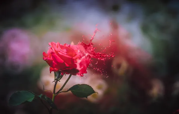 Обои брызги, роза, красная, боке на телефон и рабочий стол, раздел цветы,  разрешение 2048x1489 - скачать
