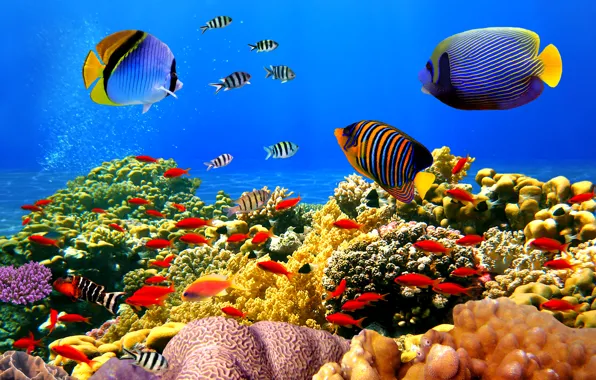 Картинка подводный мир, underwater, ocean, fishes, tropical, reef, coral, коралловый риф