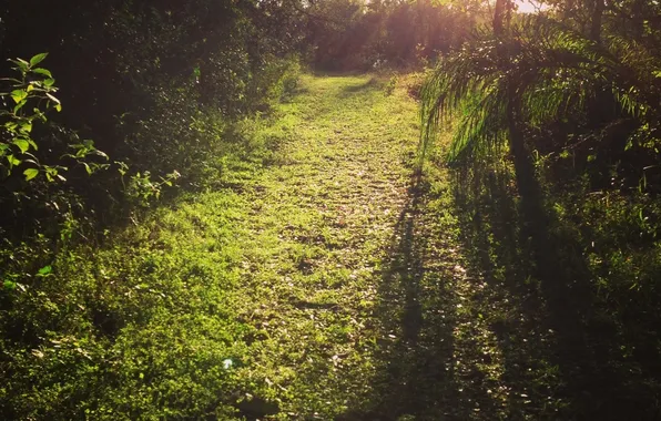 Лес, деревья, природа, туман, фото, тропинка