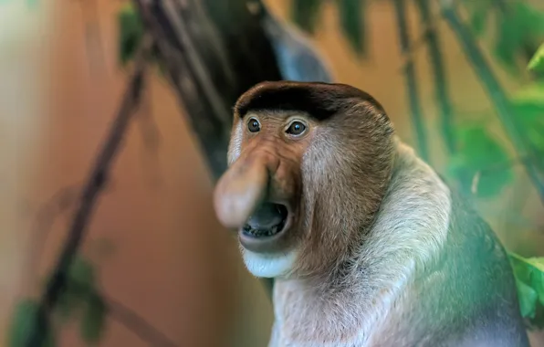 Картинка Netherlands, Monkey, Apenheul Primate Park