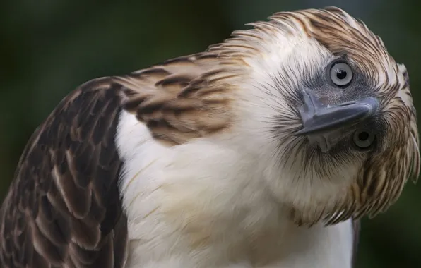 Birds, animal, animal themes, Philippine eagle, one animal