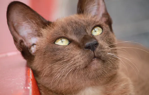 Картинка мордочка, Бурманская кошка, бурма