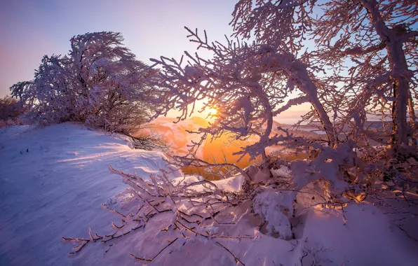 Зима, снег, деревья, восход, рассвет, утро, Швейцария, Switzerland