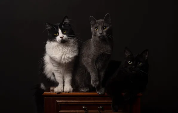 Кошка, кот, взгляд, кошки, поза, темный фон, стол, серый