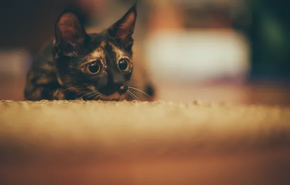 Глаза, взгляд, котик