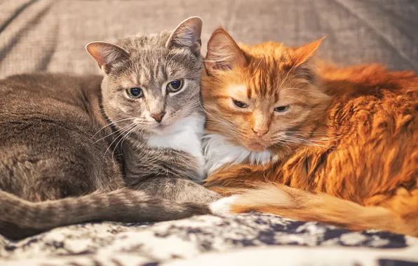 Кошки, уют, серый, вместе, коты, рыжий, парочка, лежат