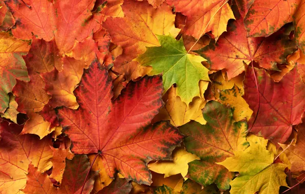 Осень, листья, фон, colorful, клен, autumn, leaves, maple