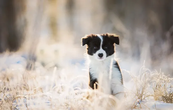 Картинка зима, взгляд, собака, щенок