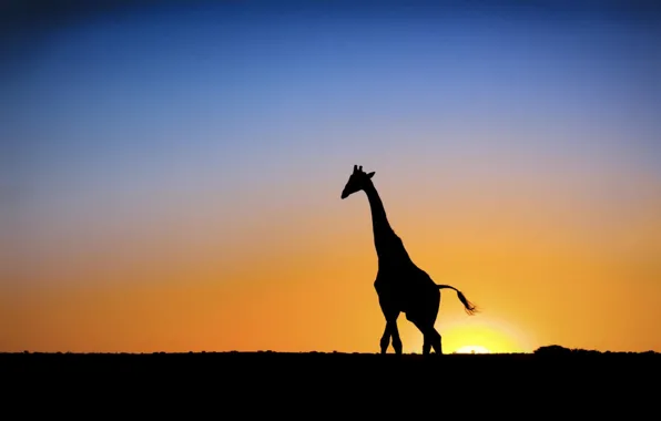 Картинка закат, Солнце, жираф