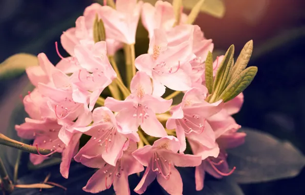 Цветок, Pink, Beautiful, Flowers, Рододендрон, Rhododendron, розвый