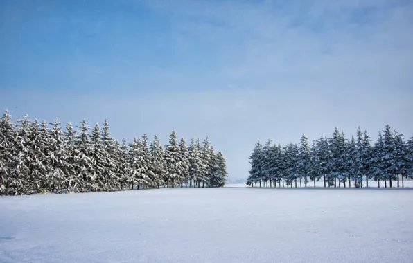 Картинка зима, поле, деревья