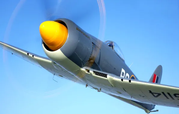 Картинка самолет, истребитель, пропеллер, Hawker Sea Fury