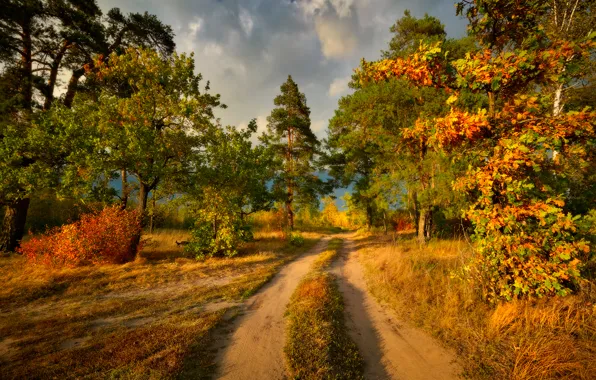 Дорога, деревья, краски осени
