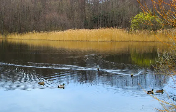 Water, park, lake, pond