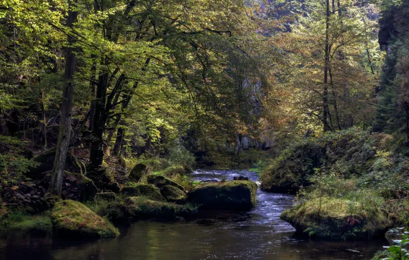 Картинка лес, камни, Чехия, речка, Elbstandsteingebirge, river Kamnitz