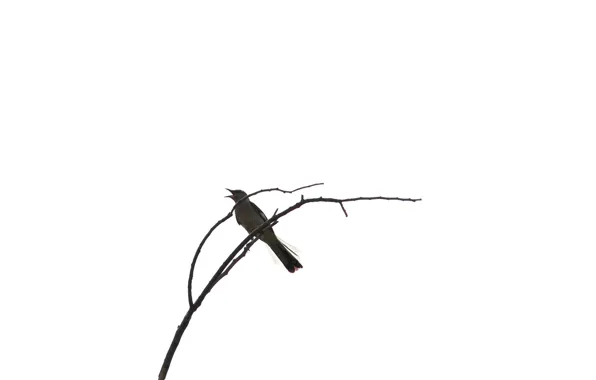 Ветки, природа, птица