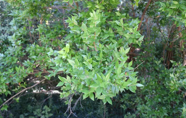 Nature, Outdoors, Leaves, Plants, Vegetation, Foliage, Natural Environment, reenery