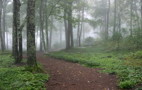 Картинка лес, природа, туман, тропа