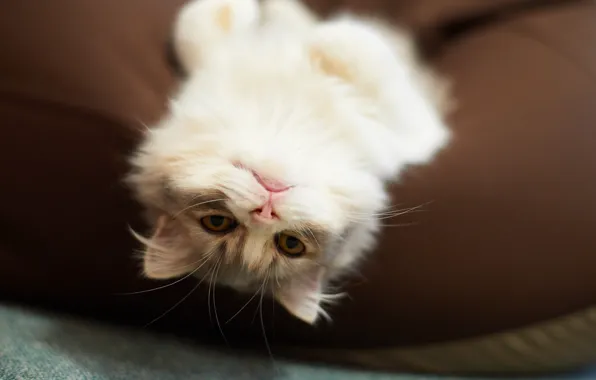 Кошка, кот, отдых, пушистый, подушка, к верх ногами, лежа