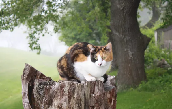 Картинка кошка, природа, дерево, пень, сидит
