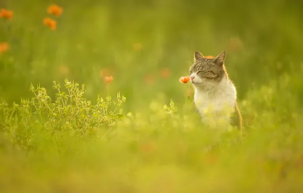 Зелень, кошка, цветок, лето, трава, кот, морда, цветы