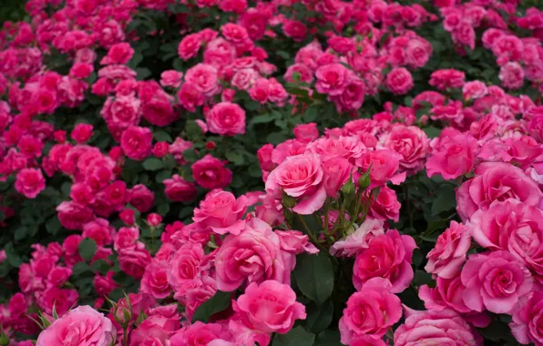 Розы, много, розовые кусты