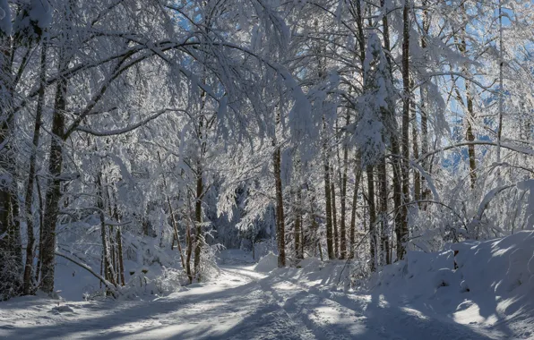 Картинка зима, дорога, лес, снег, деревья, Словения, Slovenia, Vrata Valley