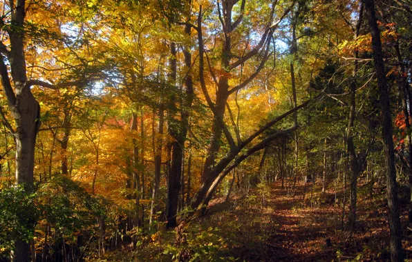 Картинка осень, лес, листва, forest, листопад, тропинка, Autumn, leaves