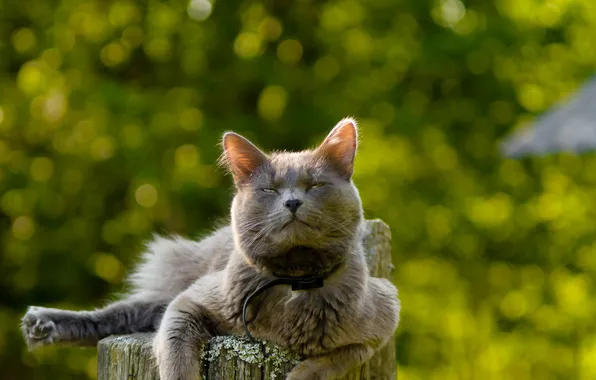 Кошка, взгляд, фон